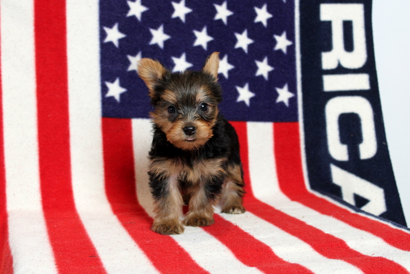 puppy, for, sale, Yorkshire Terrier, Matthew B. Stoltzfus, dog, breeder, Gap, PA, dog-breeder, puppy-for-sale, forsale, nearby, find, puppyfind, locator, puppylocator, aca